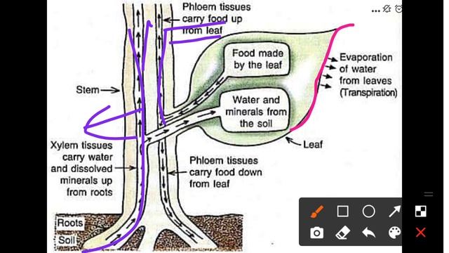 TRANSPORTATION IN PLANTS 🌱 FOR UPSC/JKPSC/SSB/ASSISTANT REGISTER BY WAHEED SIR