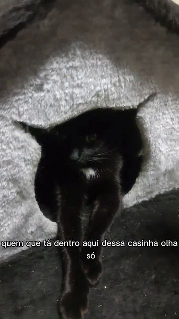 É muito charme pra uma gatinha #cat #gatinhos #gatitos #kitten #panteradosanjos #pantera смотреть онлайн