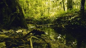 Путешествие к началу времён