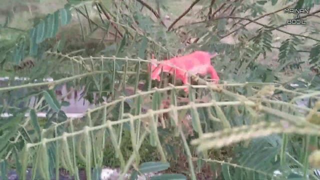 Mencari mainan hewan di atas pohon ada hewan domba| kambing| kuda| zebra| katak смотреть онлайн