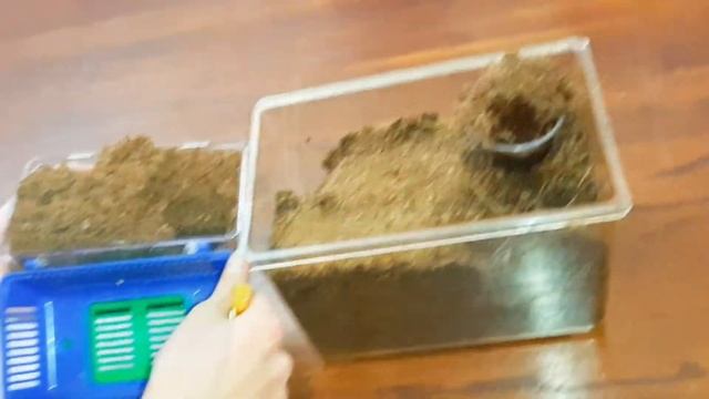 Tarantula rehoming video (Nhandu chromatus) смотреть онлайн