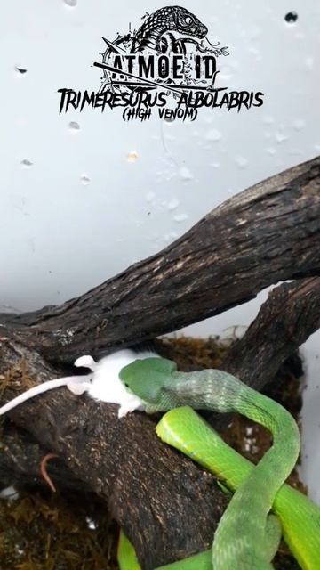 Feeding Time (bamboo pit viper) Trimeresurus Albolabris смотреть онлайн