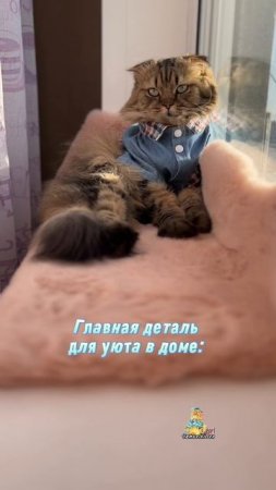 Главная деталь, которая должна быть в каждом доме!😻 #кот #юмор #котики