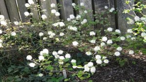 Dwarf Witch Hazel for sale