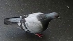 Голубь взлетает - Скоростная съемка - 18 августа 2012