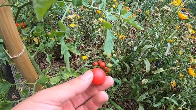 Tomatensorten 2019 Teil 7 смотреть онлайн