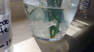 EIP Brand Tesla Purple Plate Water Testing DAY TEN 1/18/19