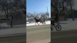 романэ грая