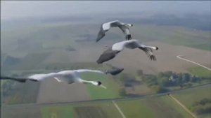 Виктор Ив Владимир Высоцкий  Почему птицы летят на Север