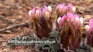 Астрагал щетинозубый