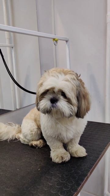 Ши-тцу Бублик🐶 #grooming #забавныеживотные #смешныевидео #petsalon #юмор #собаки смотреть онлайн