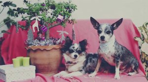 О канале для собак — рассказывает Чихуахуа Софи! 🐕🎥