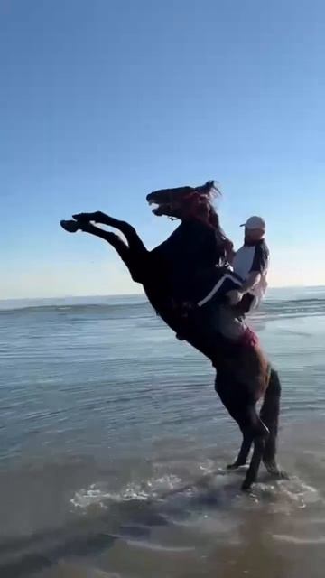 Верховая езда смотреть онлайн