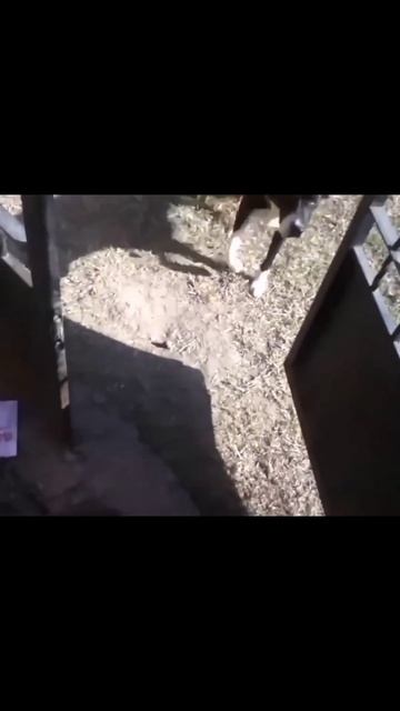 Бесстрашные коты cats pets animals