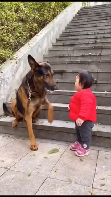 A dog guarding a small child  shorts fyp viral arabic funnyshorts  cutedog cutebaby