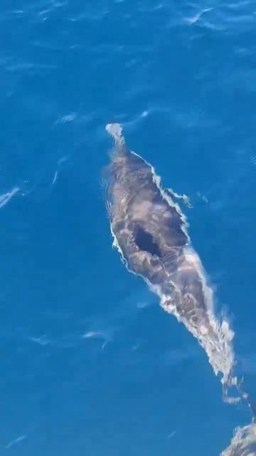 Дельфины Азор: волшебство Атлантики #азорскиеострова #португалия #дельфины смотреть онлайн