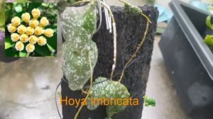 Hoya imbricata 🐢 sđt 0988 093 815