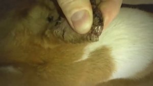 Remove Monster Mango worms from poor dog || Mango worms removal #15