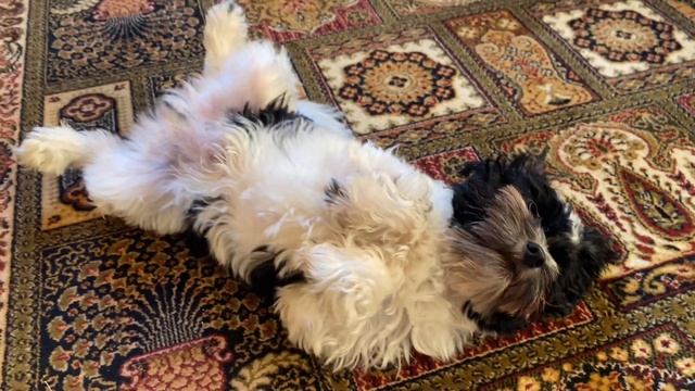 Кевин валяется на спине!😂🤭 смотреть онлайн