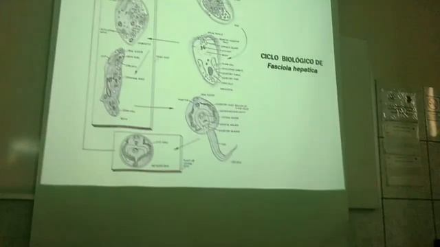Parásitologia Labo 10 paragonimiosis y faciolosi смотреть онлайн