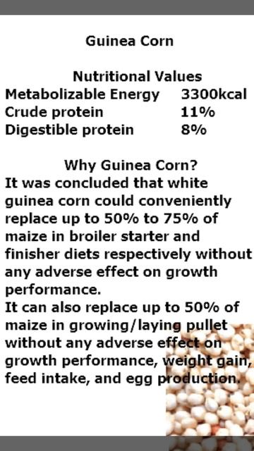 Guinea Corn; poultry feed ingredient #guineacorn #poultryfeedingredient #feedformulatin #poltryfee смотреть онлайн