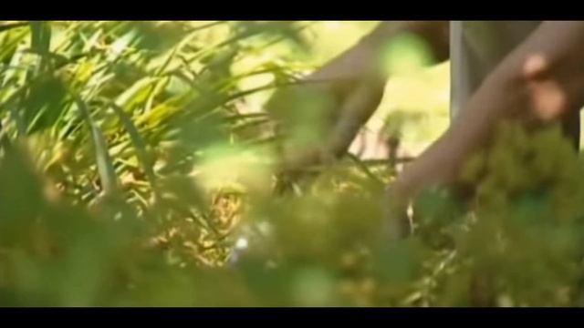 Сад профессора. Идеи для вашего сада от известного садовода. смотреть онлайн