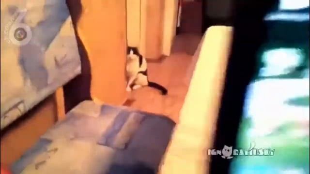 Прикол коротыш Кот задрот смотреть онлайн