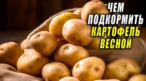 Чем подкормить картофель весной, для хорошего роста  летом