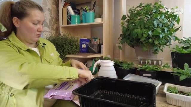 Выращиваем петунии самостоятельно