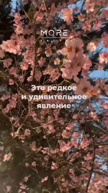 Крымская сакура зацвела!