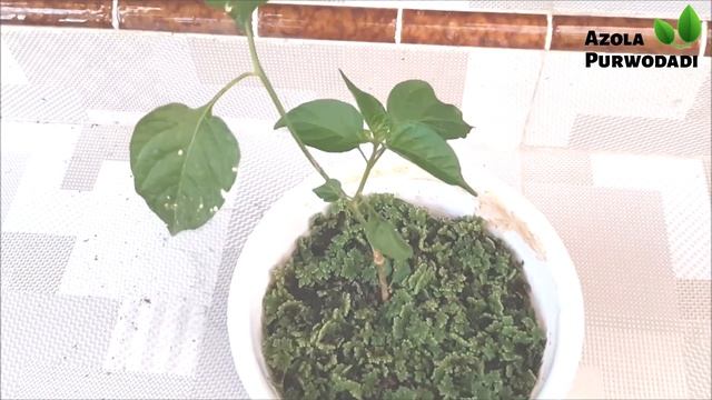 Aplikasi Tanaman Paku Air bagi Manusia | Manfaat Duckweed смотреть онлайн