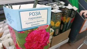 Новые серии роз с хорошей зимостойкостью. 2025 год.