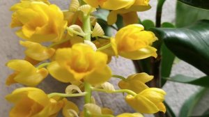 dendrobium densiflorum