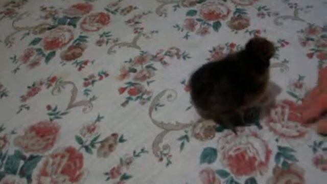 ЦыпЦып смотреть онлайн