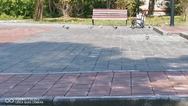 Асбест 4 августа 2020г, ул Победы, голуби смотреть онлайн