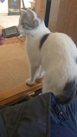 Котя мотя