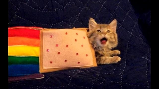 Demo Nyan смотреть онлайн