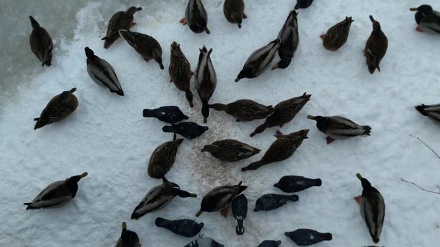 2023.03.04. Смоленск. Лопатинский сад. Уточки в пруду что-то едят. смотреть онлайн