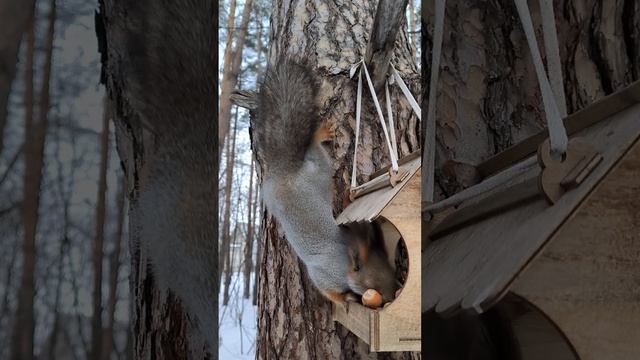 Белка грызёт кедряшки из кормушки