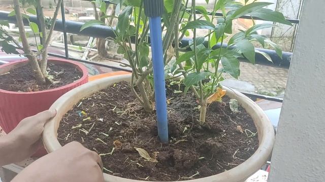 रात की रानी की कटिंग लगाने का सबसे आसान तरीका | Magical Advantages l Garden Fairy смотреть онлайн