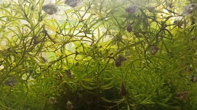 Сапфировый попугай (малек) смотреть онлайн