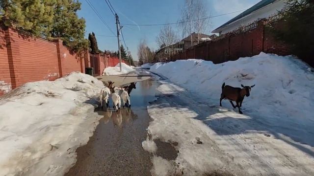 ПРОГУЛКА С КОЗАМИ.