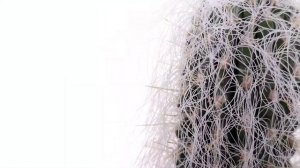 Cephalocereus senilis