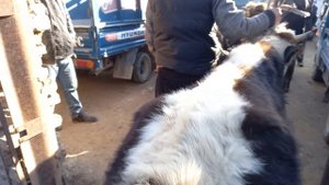 Саан Уй баалары Чөп прес кымбат пая 100 сом