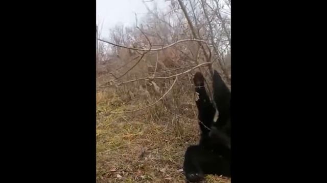 МЕДВЕДЬ СЛОМАЛ ДЕРЕВО