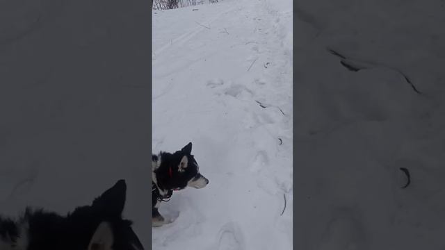 С хаски Диком в конце 2 го Борисовского пруда 10.03.24 часть 5 смотреть онлайн