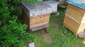 Мои шаги к двухматочному  пчеловодству...