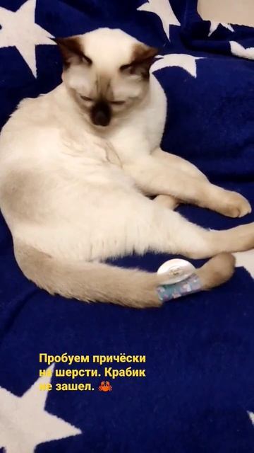 Прическа для хвоста смотреть онлайн