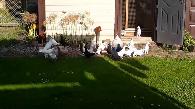 Baku bijai Aruno ir Valdo linijos,antras lizdas.868472547 смотреть онлайн