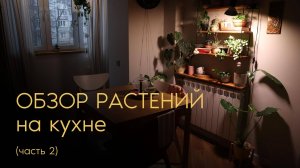 Обзор растений на кухне (ч.2)